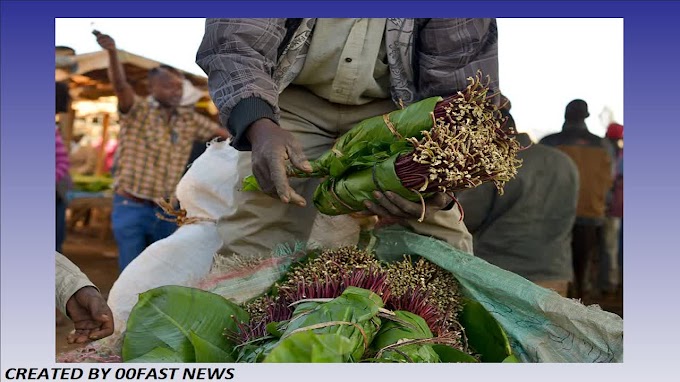 Somalia's coronavirus khat bans leaves chewers in a stew | 00Fast News