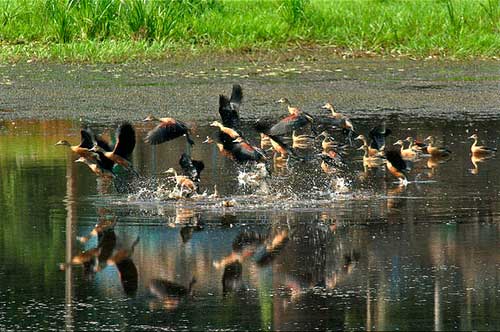 Wildlife in Goa