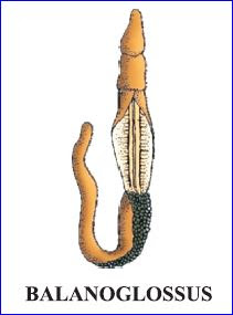 Balanoglossus
