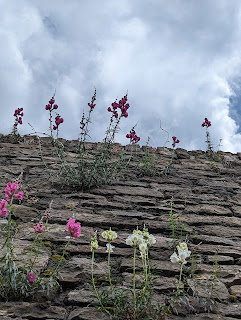 Snapdragons in Bergamo grow readily in the cracks of walls.