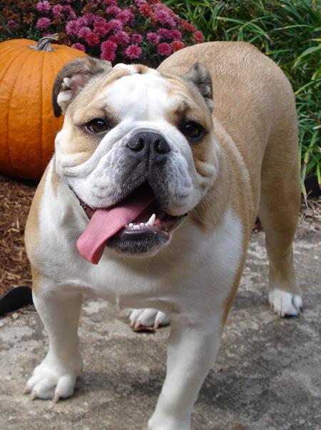 Amie English Bulldog