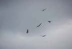 Birds Circeling-Sheva Apelbaum