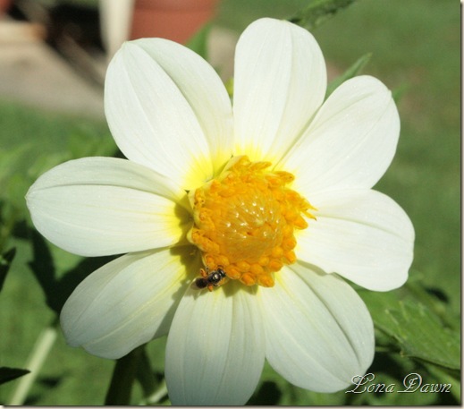 Dahlia_VictorianaWhite
