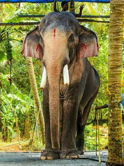 Kerala Elephants Images