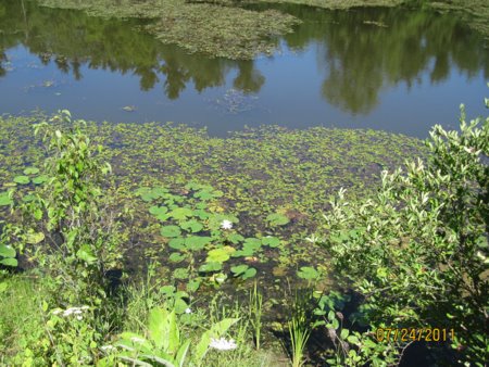 Image result for vegetation in beaver pond image