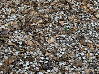 A photo showing thousands of seashells lying on the ground of the floor of the Shell grotto at Newhailes.  Photo by Kevin Nosferatu for the Skulferatu Project.