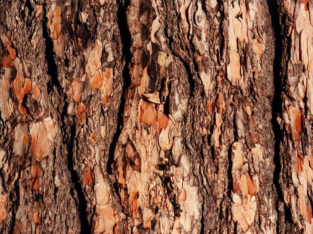 wallpapers: Tree Bark Wallpapers