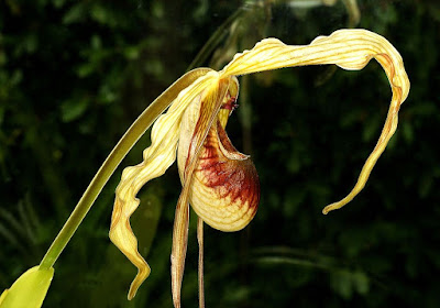 Phragmipedium caudatum care and culture