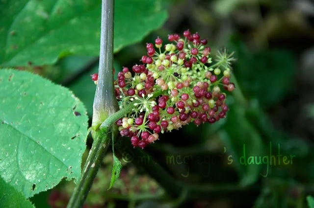 Wildflower Wordless Wednesday: Aralia Racemosa Berries