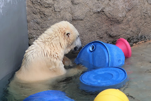 北海道 旭川 旭山動物園