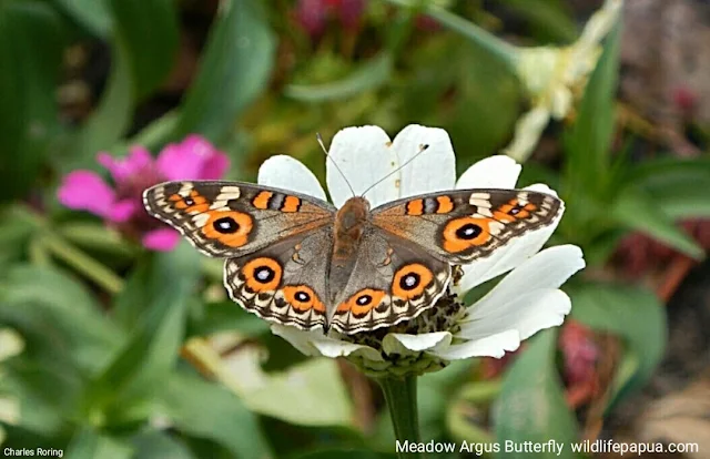 Meadow Argus butterfly (Junonia villida)