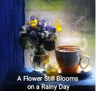 A Flower Still Blooms on a Rainy Day