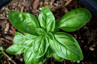 1. Basil 