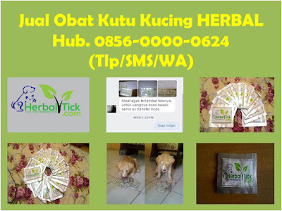 obat kutu kucing