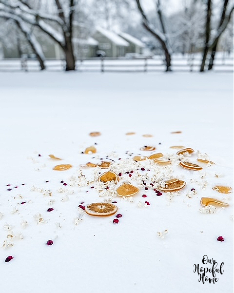 snowy yard covered in dried fruit