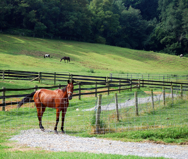 A horse in Lancaster County, PA