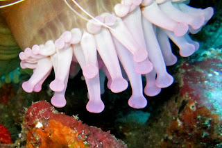 Anemone with Shrimp