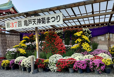 亀戸天神社 菊まつり