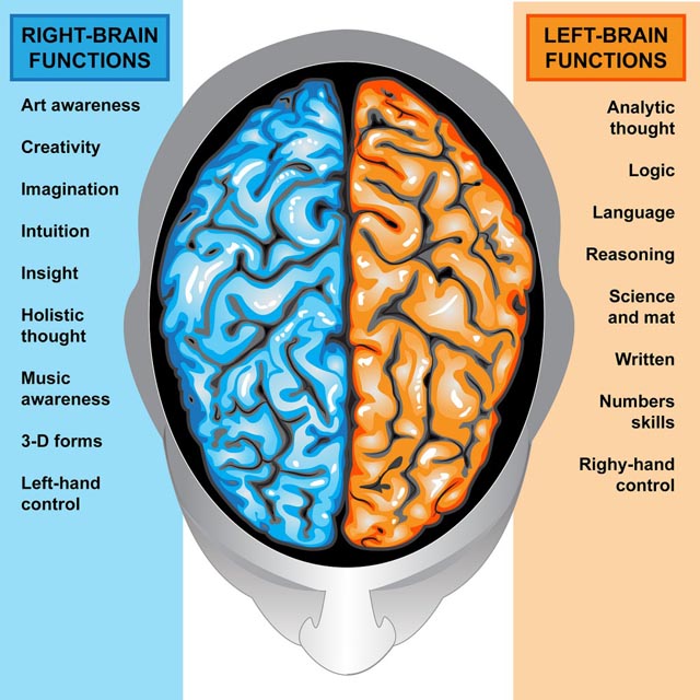 Here Are 23 Facts About Left-Handed People That You Didn’t Know About. The Last One Surprised Me. - They mostly use the right side of the brain.