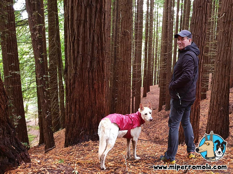 Bosque de Secuoyas en Cantabria