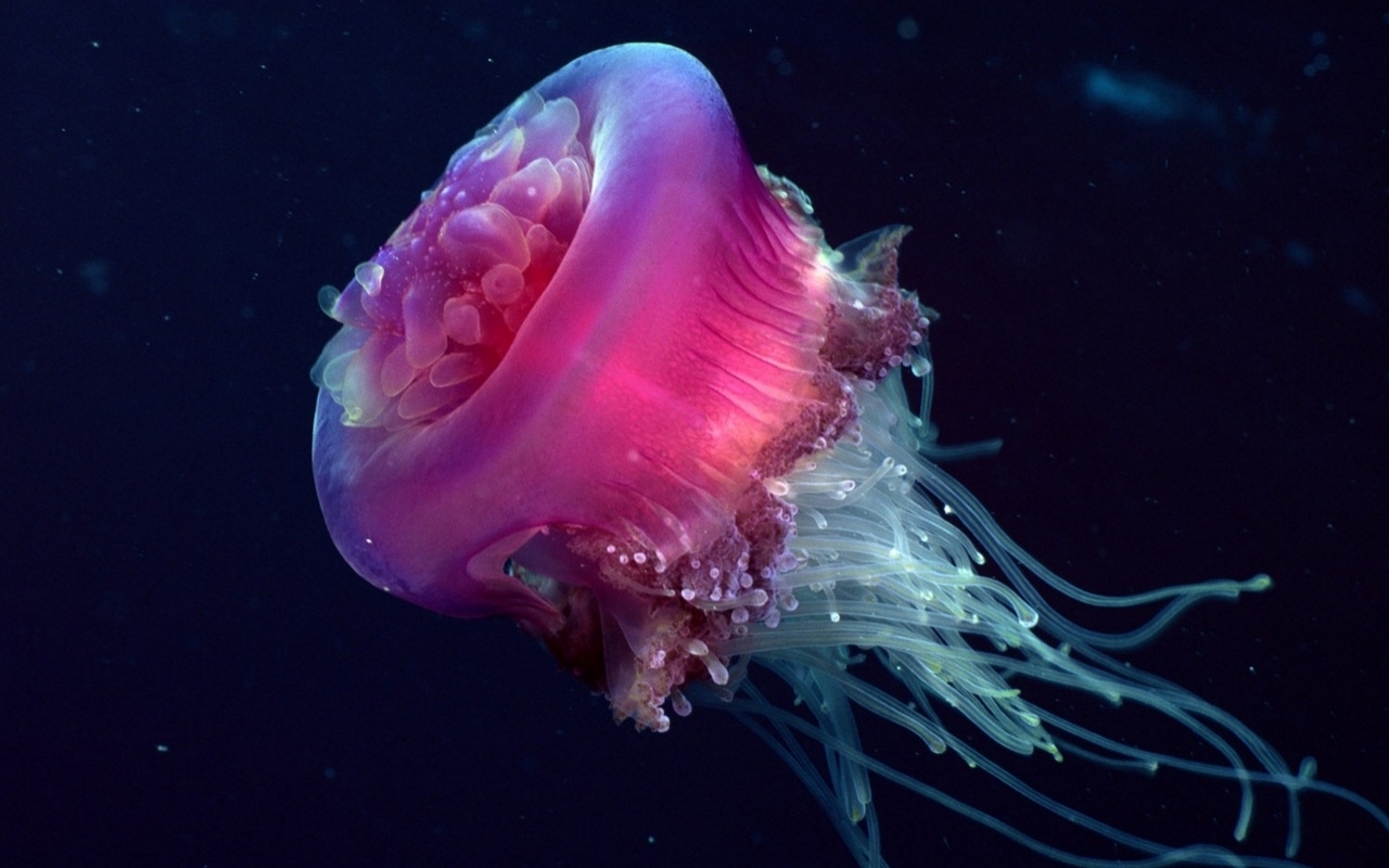 Jellyfish Wallpapers Funny Animals HD Wallpapers Download Free Images Wallpaper [wallpaper981.blogspot.com]