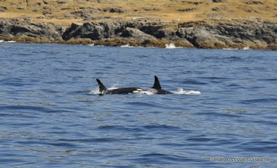 orca_spirit_adventures_orcas_victoria_canada