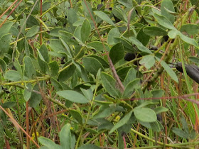 white false indigo leaves