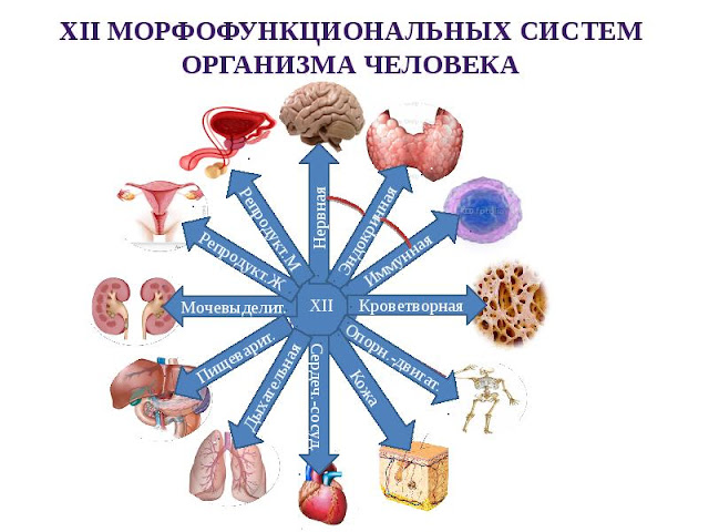 Диагностика заболеваний человека самостоятельно