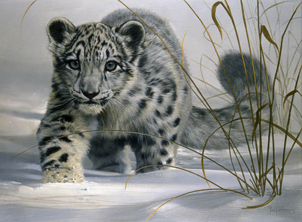 This is the greatest list of interesting facts about snow leopards on the 