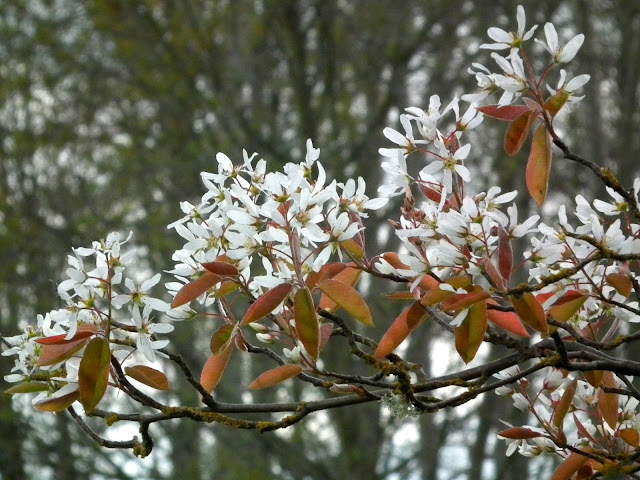 Amelanchier grandiflora