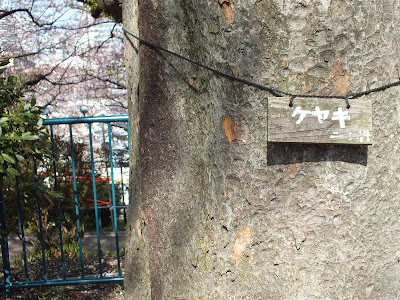 掃部山公園で花見