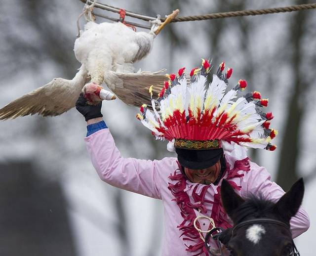 Goose pulling is an old sport originally played in parts of the Netherlands, Belgium, England and North America from the 17th to the 19th centuries. The sport involves a goose that is hung by its legs from a pole or rope that is stretched across a road. A man riding on horseback at a full gallop would attempt to grab the bird by the neck in order to pull the head off. Whoever makes off with the head is declared winner and becomes the noble hero of the day. Goose pulling is still practiced today, in parts of Belgium and in Grevenbicht in the Netherlands as part of Shrove Tuesday and in some towns in Germany as part of the Shrove Monday celebrations.