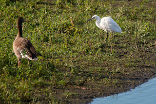 Wildlifefotografie Lippeaue Seidenreiher Olaf Kerber