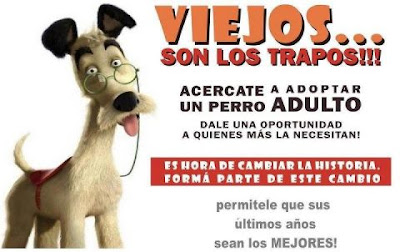 mascota, viaje, adulto, adopción, perro