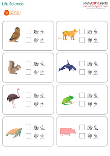 認識生物和非生物 Learning Living and Nonliving 生命週期 Life Cycle 認識胎生和卵生 Learning Viviparous and Oviparous