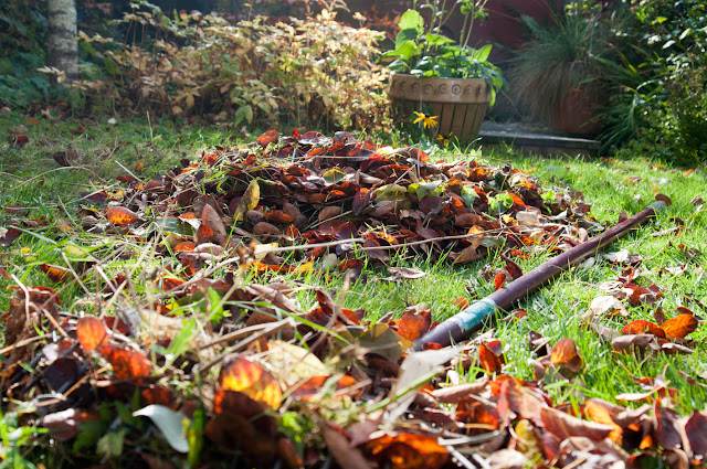 rake and pile of leaves