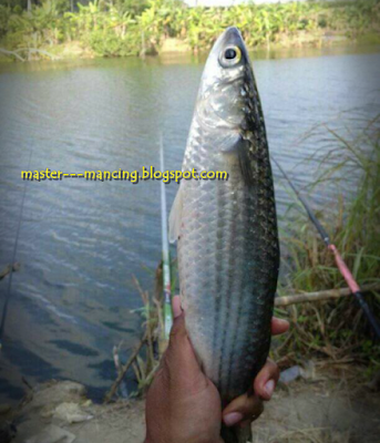 Umpan Mancing Belanak, Resep Jitu Pemancing Ampuh