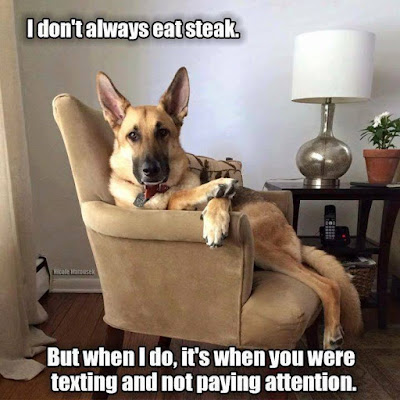 I Don't always eat steak #cutedog