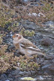 1-IMG_1219