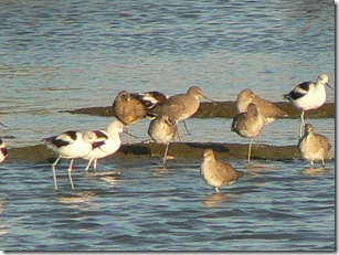 birds