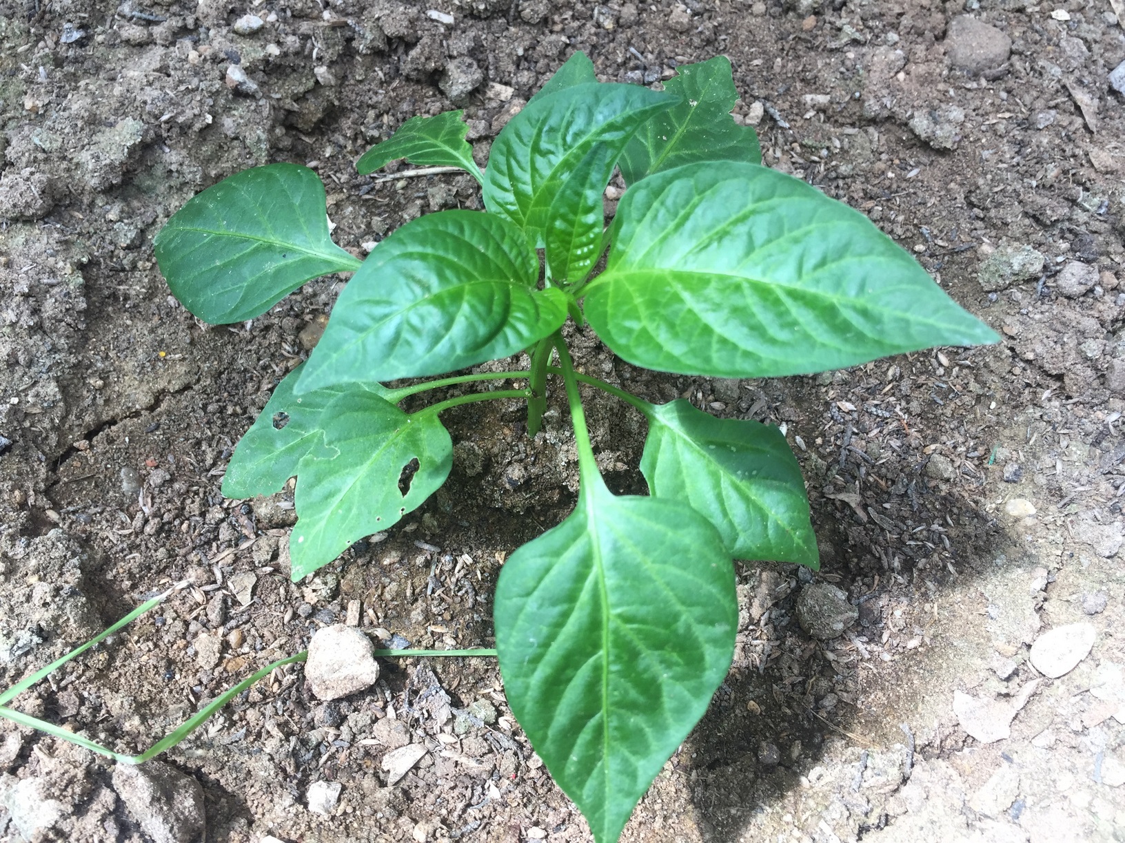 Try to choose a location that receives direct sunlight, and make sure you plant the peppers far enough away from other hearty fruits and vegetables to avoid competition for nutrients. Peppers do best if they’re grown in places with temperatures around 70 degrees or hotter.