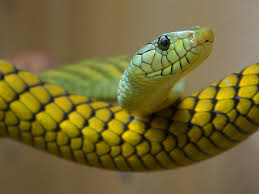 green-yellow-snake