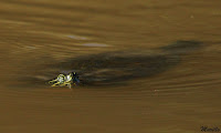 Tortuga de orejas amarillas (Trachemys scripta scripta)