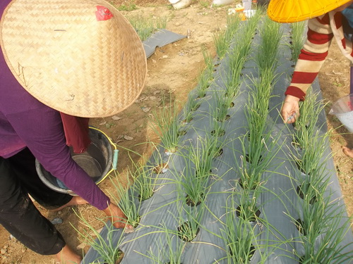 Cara Yang Tepat Pupuk Pada Budidaya Tanaman Bawang Merah