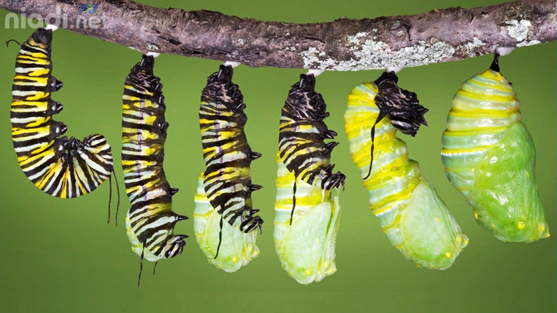 salah satu fase dalam metamorfosis kupu kupu adalah larva setelah fase tersebut akan terjadi fase