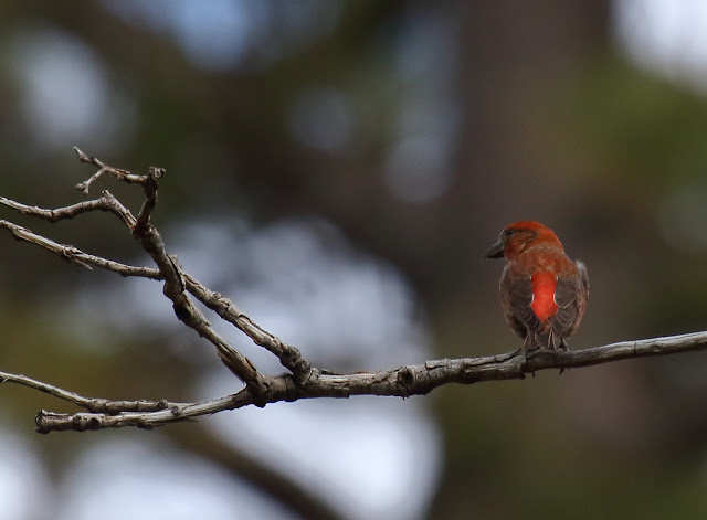 Red Crossbill