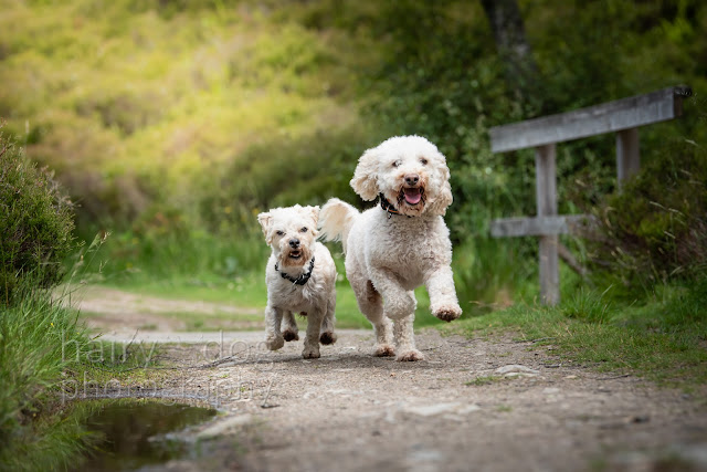 Dog gift vouchers Aberdeen by Hairy Dog Photography