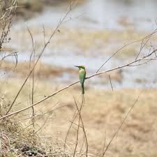 Camping near Hyderabad narsapur forest urban park