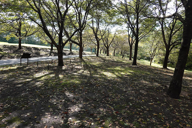 鳥取県西伯郡南部町鶴田　とっとり花回廊　桜の広場