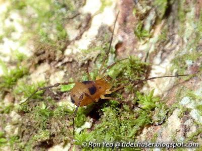 Harvestman (Biantes sp.)